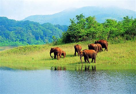  九州自然動物公園：帶您深入大自然的懷抱！