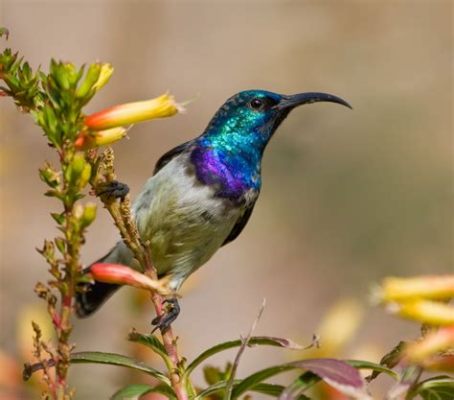   尼爾斯頓的「非洲鳥類中心」：體驗野生動物的魅力！